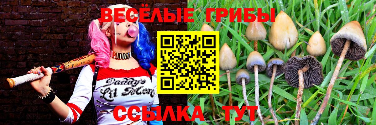 Галлюциногенные грибы Psilocybine cubensis  Вход с VPN  Гусиноозёрск 